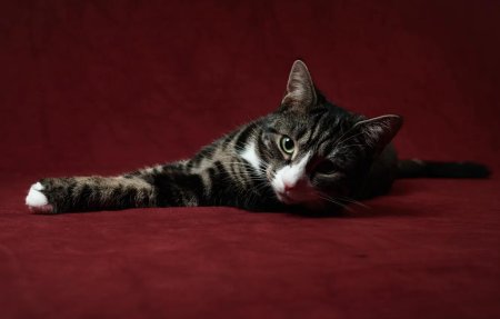 Кошка на Красном фоне