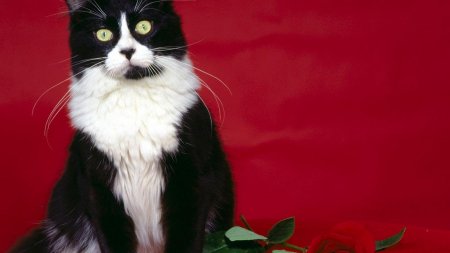 Кошка на Красном фоне