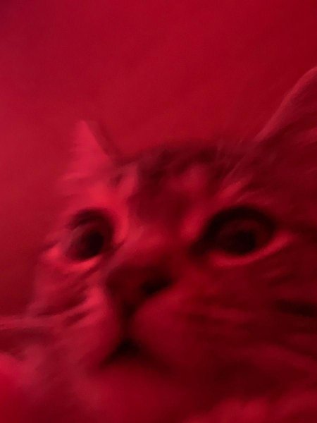 Милая котик