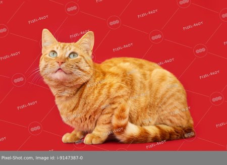 Рыжего кота