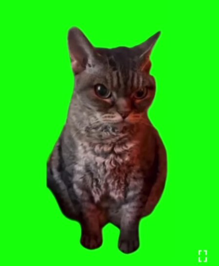 Мемные коты на зеленом фоне