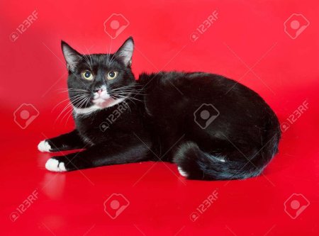 Черный биколор европейская короткошерстная