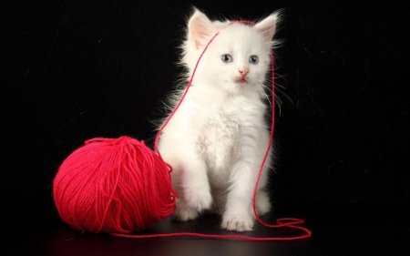 Белый котенок