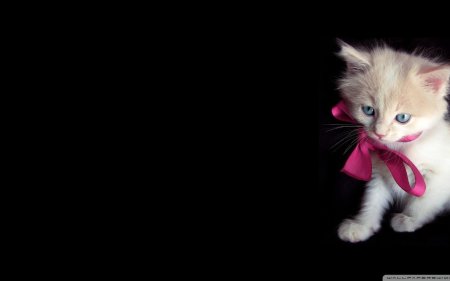 Маленький котенок