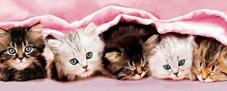 Милые котенок