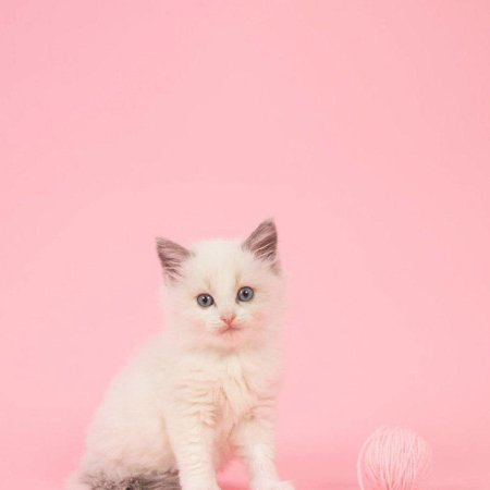 Милые котики