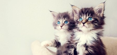 Котики на шапку канала