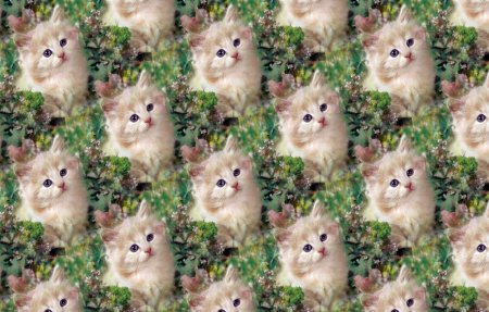 Много котиков