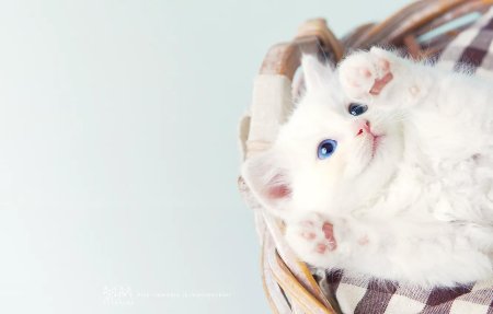 Котики милые