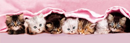 Обложка котята