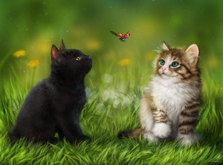 Котики на заставку компьютера