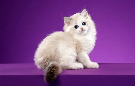 Британская длинношёрстная кошка