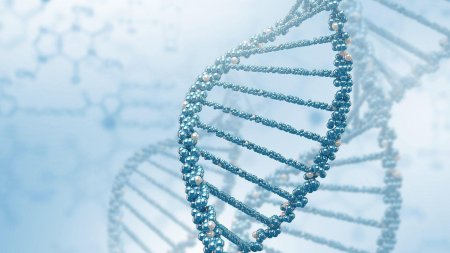 Цепочка ДНК DNA