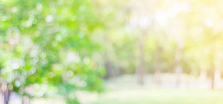 Фон зелень размытый