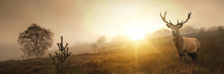 Сонник олень