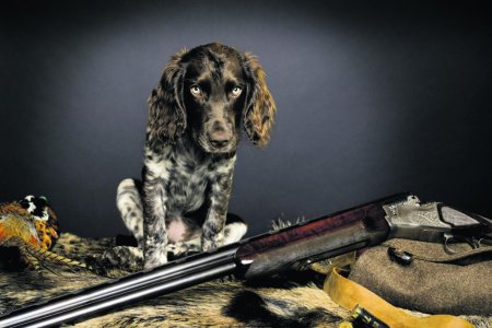 Собака с ружьем