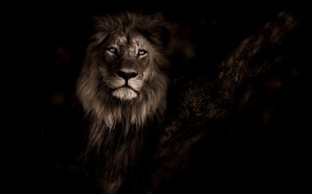 Блэк Лион львы