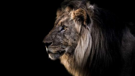 Лев черно белый