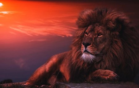 Красивые львы