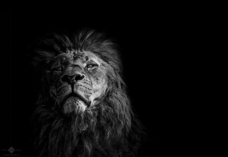 Лев блэк лайон