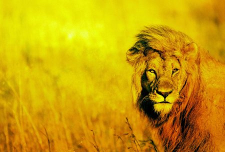 Животные Лев