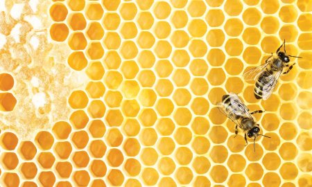 Соты у пчел