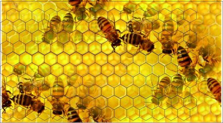 Соты пчел