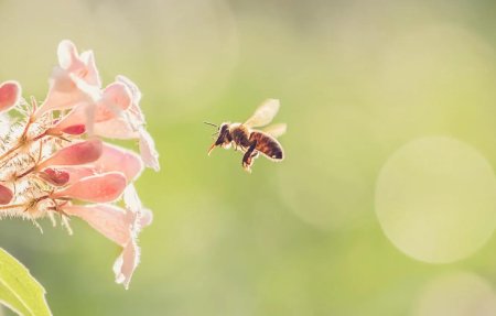 Пчела на цветке