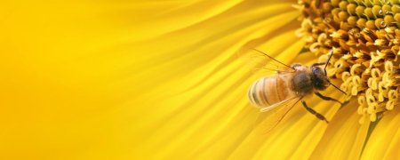 Фон пчеловодство