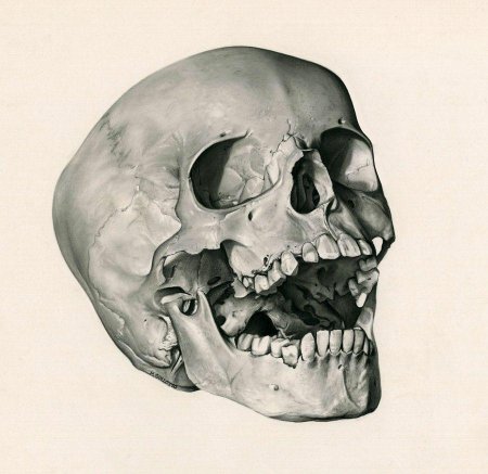 Скелет головы