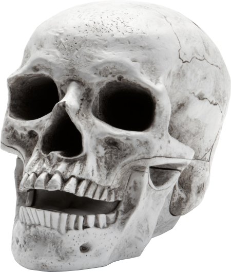 Skeleton head