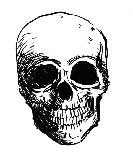 Череп без заднего фона