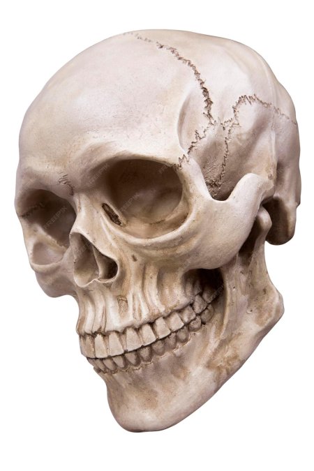 Черепа людей