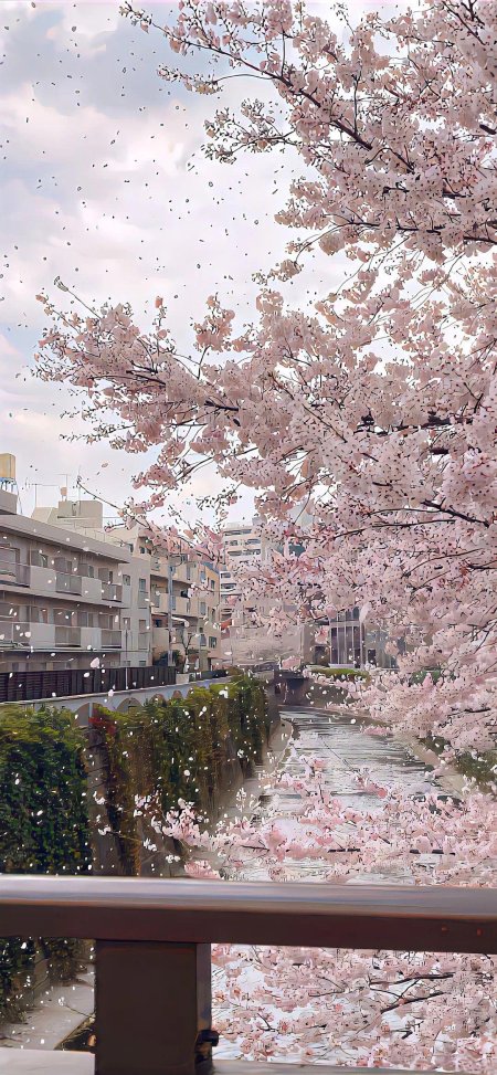 Sakura cherry blossom