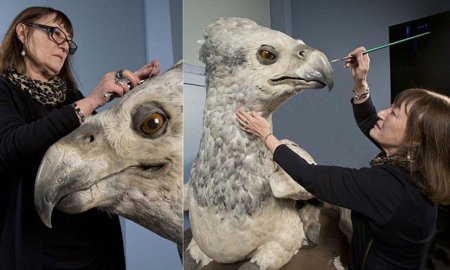 Гиппогриф клювокрыл