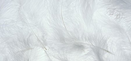 Белые перья обои