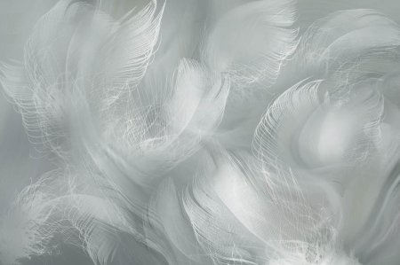 Фотообои перья