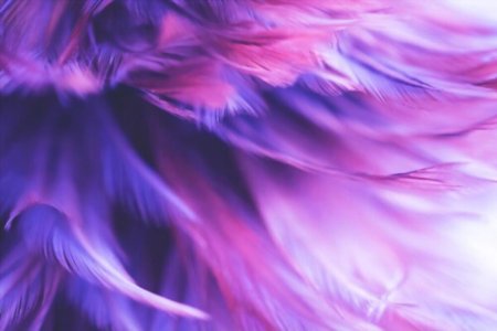 Фиолетовые перья