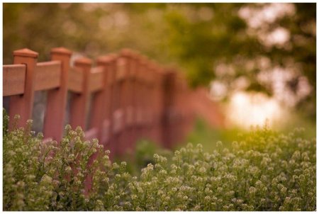 Забор на природе