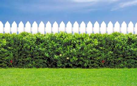 Белый забор на даче