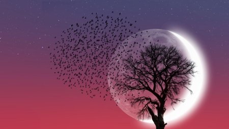 Moon and tree