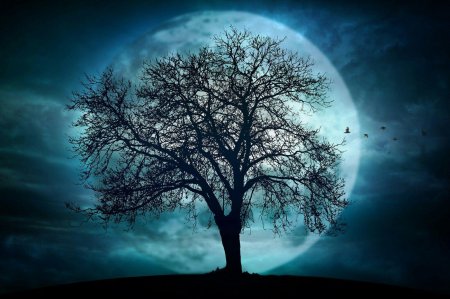 Дерево ночью