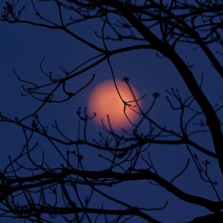 Ветви деревьев ночью
