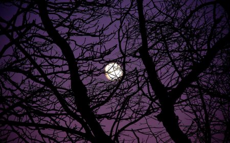 Дерево ночью