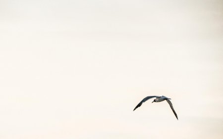 Чайка Минимализм