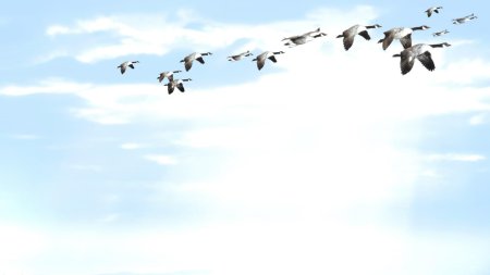 Фон для презентации птицы