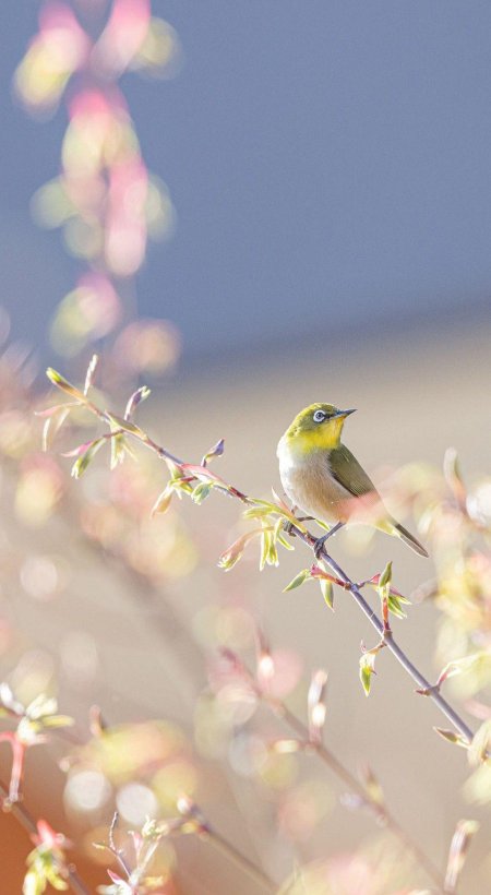 Буробокая белоглазка