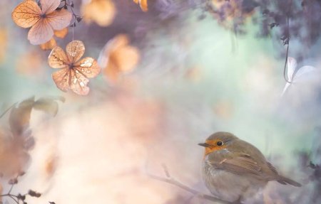 Птица зарянка малиновка