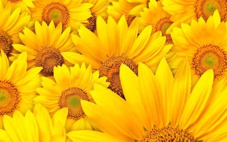 Подсолнух цветок