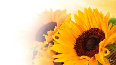 Открытка с подсолнухами